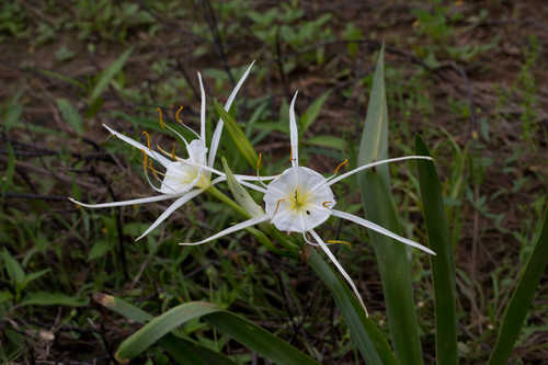 Hymenocallis liriosme #2